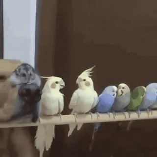 🦜 นก, ค็อกกาเทล, หงส์หยก, สัตว์, นกแก้ว, น่ารัก, สัตว์เลี้ยง telegram sticker