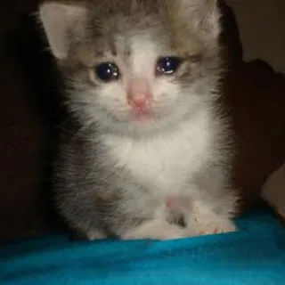 💧 kätzchen, katze, süß, traurig, tier telegram sticker