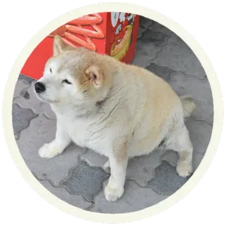 🍕 perro, shiba inu, animal, mascota, lindo, doge telegram sticker