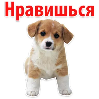 🦄 Нравишься dog, puppy, cute, text, animal telegram sticker