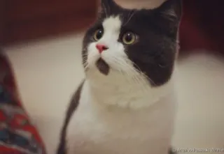 😳 кошка, животное, питомец, млекопитающее, домашнее животное, кошачий telegram sticker