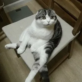 ☹️ кошка, сидит, стул, животное, домашнее животное, домашняя кошка telegram sticker