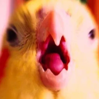 😡 oiseau, cockatiel, animal, animal de compagnie, jaune, perroquet, cri, hurlement telegram sticker