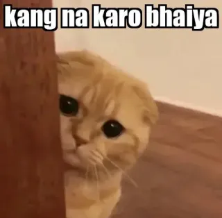 👀 kang na karo bhaiya gato, meme, triste, meme indio telegram sticker