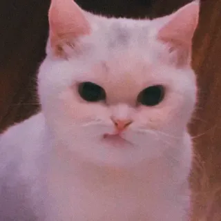 ❤ gato, animal, gato blanco, lindo, animal doméstico whatsapp sticker