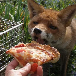 🦊 whatsapp sticker