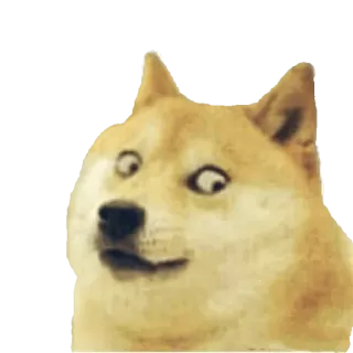 😬 doge, perro, meme, gracioso, animal, cultura de internet telegram sticker