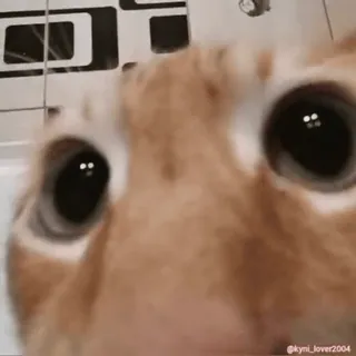 👀 кот, животное, питомец, крупный план, глаза, kyini_lover2004 whatsapp sticker