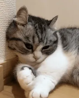 😑 gato, animal, gato doméstico, animal de estimação, descansando, felino, mamífero whatsapp sticker