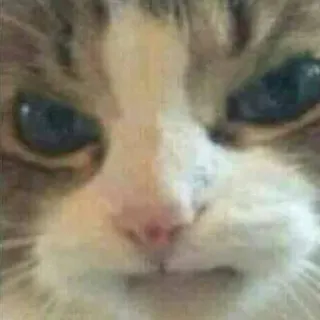 😠 gatto, scontroso, animale, meme, carino, animale domestico telegram sticker