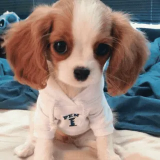 🌟 PENN dog, puppy, cute, animal, pet, Penn, university telegram sticker