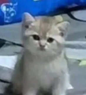💓 gatto, gattino, animale, carino, animale domestico, domestico telegram sticker