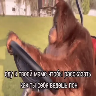 🛻 еду к твоей маме чтобы рассказать как ты себя ведешь пон orangutan, driving, animal, ape, funny, meme telegram sticker