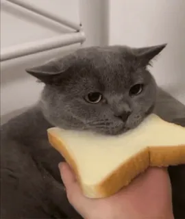 😋 mèo, bánh mì, động vật, thức ăn, mèo xám telegram sticker