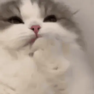 🐾 gato, animal, animal de estimação, fofo, doméstico, fofo whatsapp sticker