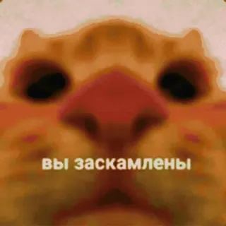 🌟 вы заскамлены Katze, Meme, Russisch, Betrug telegram sticker