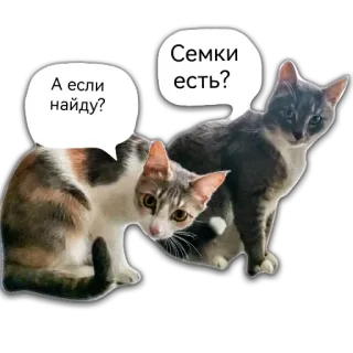 🤘 А если найду? Семки есть? katzen, tiere, haustier, saatgut, frage telegram sticker