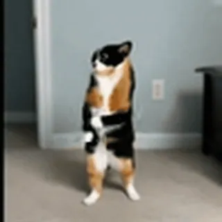 🤩