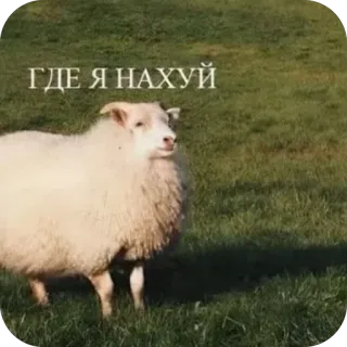 🤨 ГДЕ Я НАХУЙ sheep, russian, text, animal telegram sticker