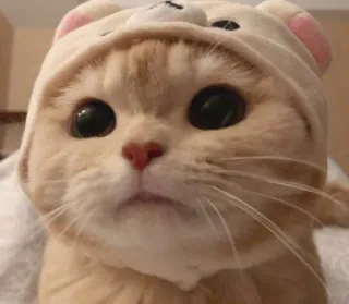 😺 gato, fofo, animal, chapéu de urso, animal de estimação, gatinho whatsapp sticker