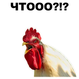 😤 ЧТООО?!? coq, poulet, question, russe, animal, oiseau, choqué whatsapp sticker