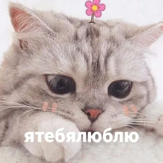 ❤️ я тебя люблю gato, fofo, flor, eu te amo telegram sticker