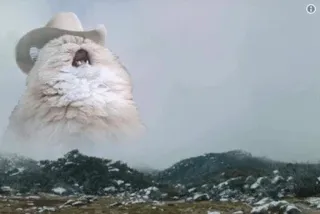 🙀 Screaming Cowboy Cat Memes telegram sticker