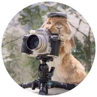 👀 bunny, rabbit, camera, photographer, hat, animal, cute, nature telegram sticker