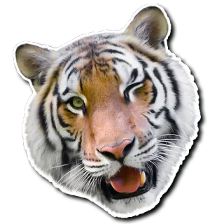 😉 tigre, animal, fauna, gato, mamífero, pegatina whatsapp sticker