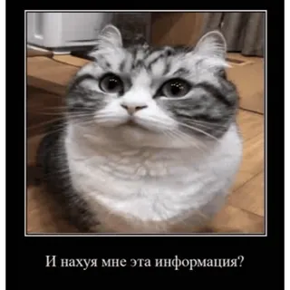 🤿 И нахуя мне эта информация? chat, mème, russe, cynique, question, mignon telegram sticker