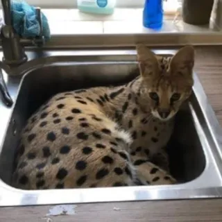 🛁 Serval, Katze, Tier, Waschbecken, Hauskatze, Katzenartig whatsapp sticker