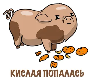 😕 КИСЛАЯ ПОПАЛАСЬ cerdo, lindo, animal, comida, expresión, dibujos animados, divertido whatsapp sticker