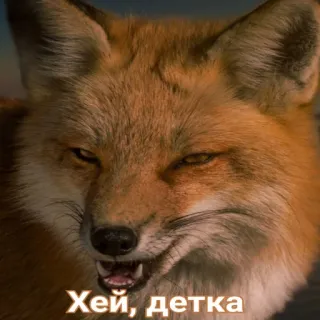 😎 Хей, детка raposa, animal, engraçado, atrevido, meme telegram sticker
