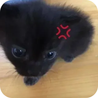 😤 kucing, marah, anak kucing, imut, hewan peliharaan, kucing hitam telegram sticker