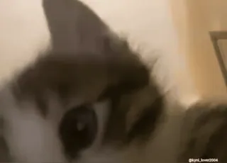 😳 猫, 动物, 家猫, 宠物, 哺乳动物 whatsapp sticker
