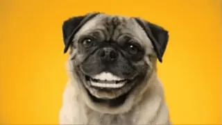 😁 perro, pug, feliz, sonrisa, animal, mascota telegram sticker