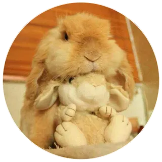 🤗 rabbit, bunny, animal, cute, fluffy, pet telegram sticker