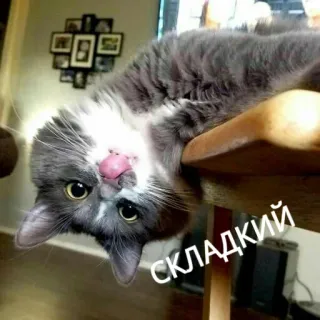 😋 СКЛАДКИЙ gatto, gattino, animale domestico, animale, carino whatsapp sticker
