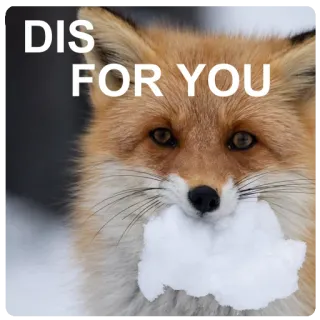 🎁 DIS FOR YOU fox, animal, snow, meme, funny telegram sticker