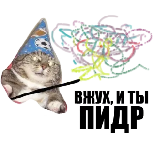 Кот вжух whatsapp stickers