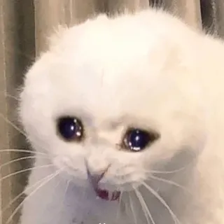 😒 cat, sad, crying, meme whatsapp sticker