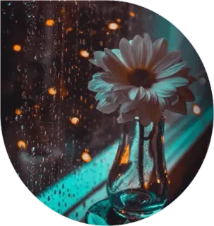 ✨ flower, vase, daisy, window, rain, lights, decor, floral, glass telegram sticker