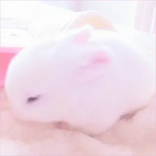 🐰 bunny, rabbit, cute, animal, white, pet, fluffy whatsapp sticker