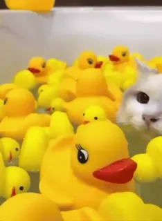 🐈⬛️ резиновые уточки, игрушки для ванной, кот, животные, ванна, игрушки, милый telegram sticker