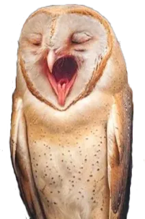 😪 cú mèo, chim, ngáp, buồn ngủ, động vật telegram sticker