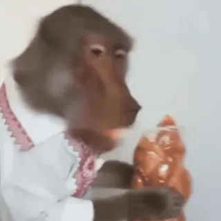 🇺🇦 baboon, monkey, animal, shirt whatsapp sticker