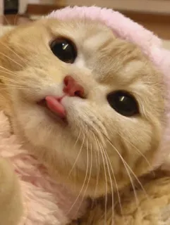 😂 chat, animal, animal de compagnie, langue, mignon, chaton, drôle telegram sticker