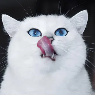 😋 gato, animal de estimação, animal, gato branco, olhos azuis, lambendo, animal doméstico telegram sticker