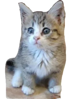 🍼 kucing, anak kucing, imut, binatang, hewan peliharaan, felin whatsapp sticker