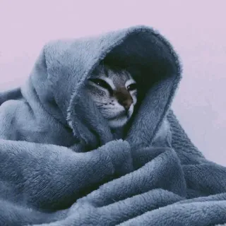 😐 gato, animal, manta, lindo, mascota, cómodo, acogedor whatsapp sticker